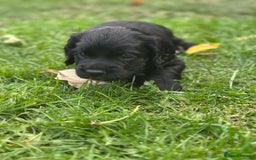 Cocker Spaniel dogs for sale: Cocker Spaniel Puppies looking for the best homes - Image 26
