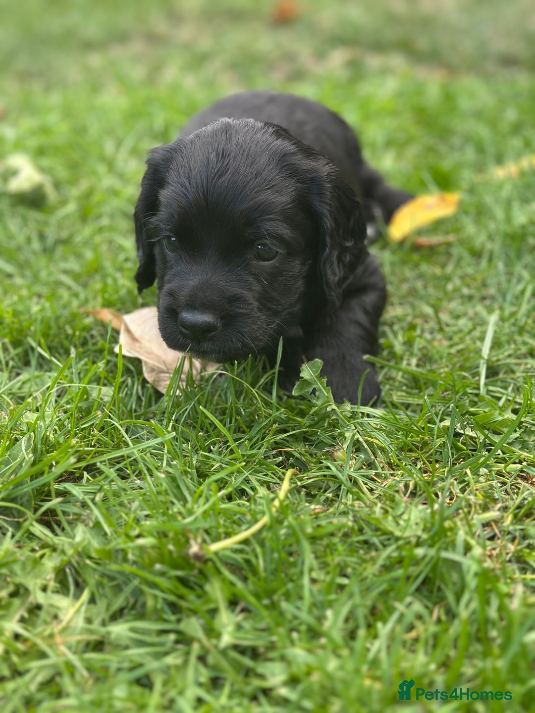 Cocker Spaniel dogs for sale: Cocker Spaniel Puppies looking for the best homes - Image 26
