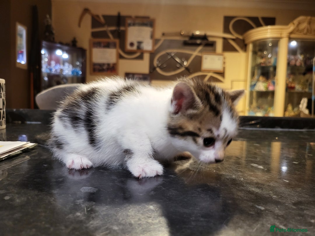 Mixed Breed cats for sale: Beautiful kittens - Image 10
