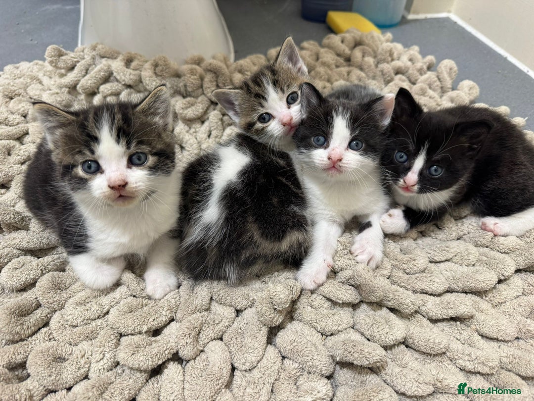 Mixed Breed cats for sale: Russian Blue x Tabby - Advert 35