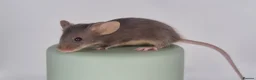Mouse rodents for sale: Fancy Mice 🐭 - Advert 5