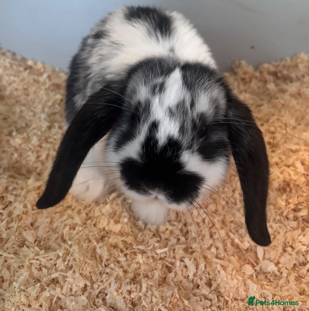 Mini Lop rabbits for sale: Two beautiful male rabbits for sale in Pembroke - Advert 2