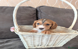 Cocker Spaniel dogs for sale: Beautiful cocker spaniel pups  - Image 16