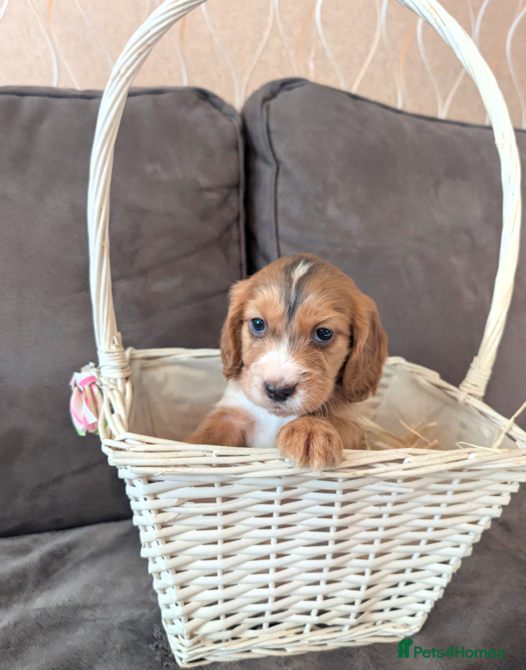 Cocker Spaniel dogs for sale: Beautiful cocker spaniel pups  - Image 16