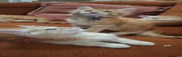 Maine Coon cats for sale: 😻😻😻😻 Maine Coon Kittens Ready Soon Red Tabby F - Advert 14