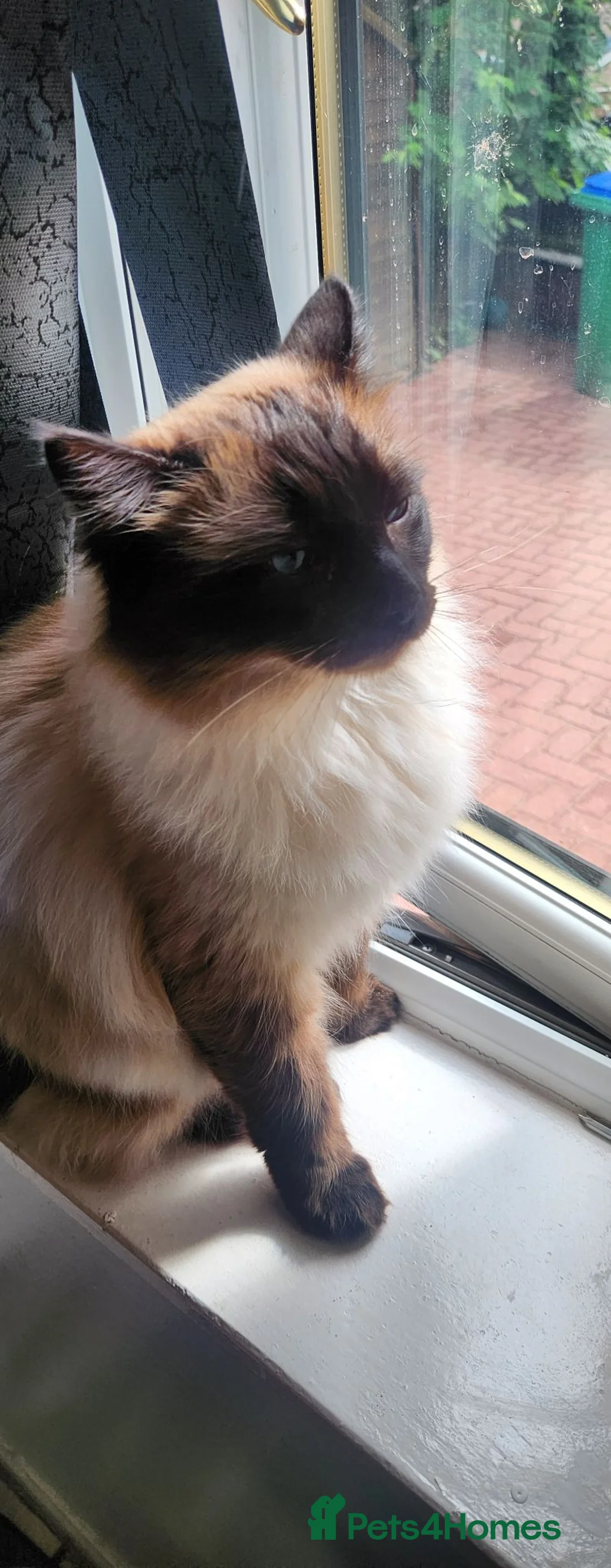 Ragdoll cats for sale: Beautiful  ragdoll (male) - Advert 3