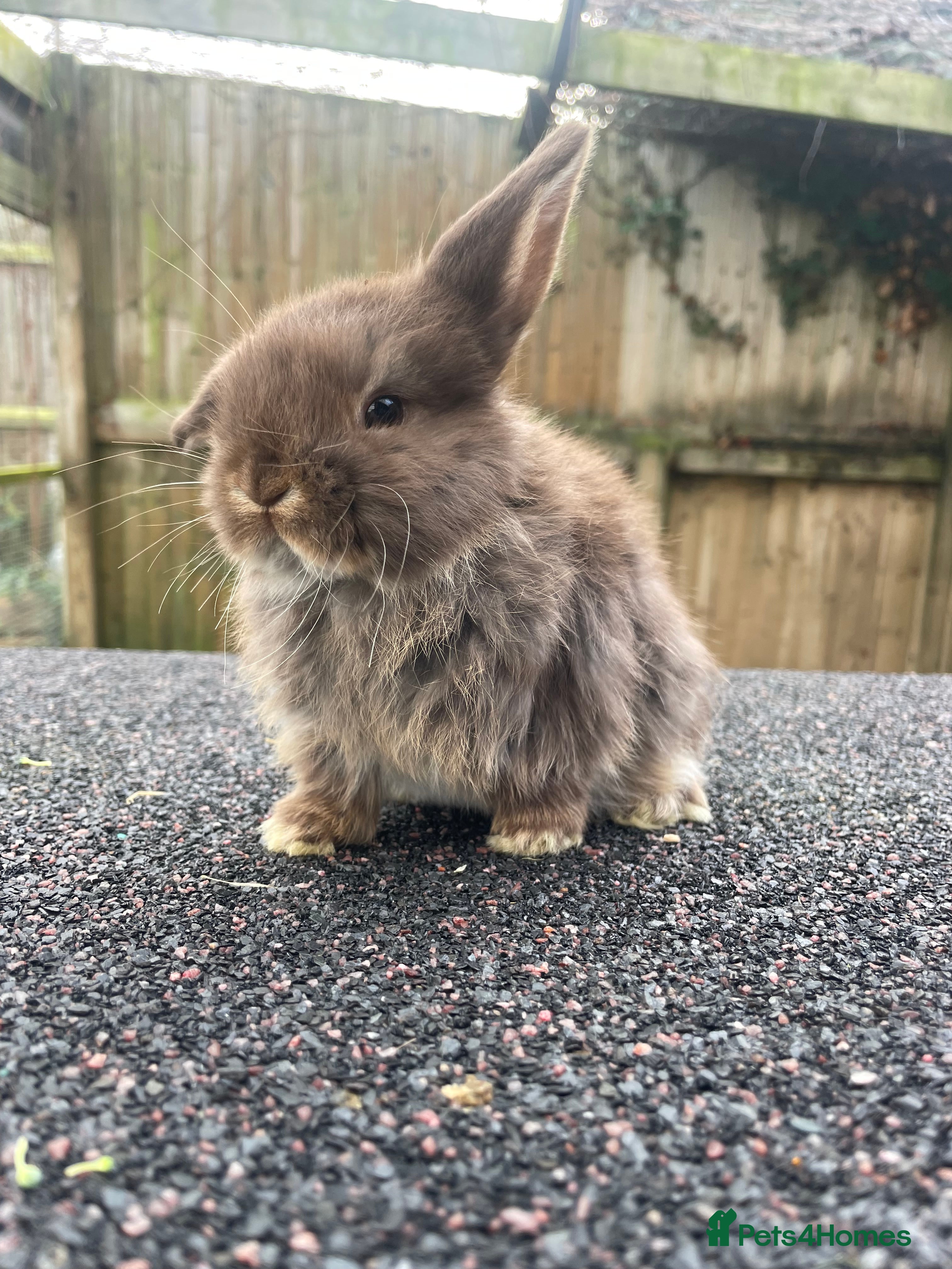 Mini Lop rabbits Gorgeous mini lops looking for their forever homes - Advert 6