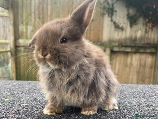 Mini Lop rabbits Gorgeous mini lops looking for their forever homes - Advert 8