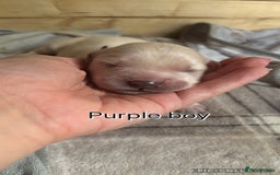 Golden Retriever dogs for sale: Gorgeous Golden Retriever puppies  - Image 3