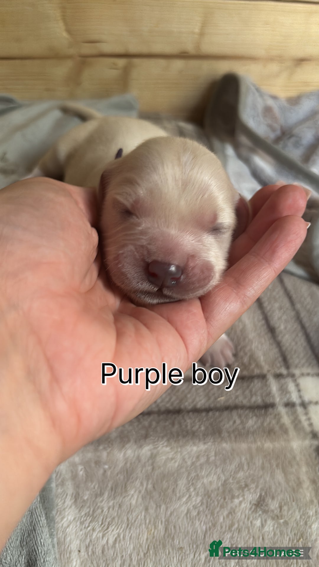 Golden Retriever dogs for sale: Gorgeous Golden Retriever puppies  - Image 3