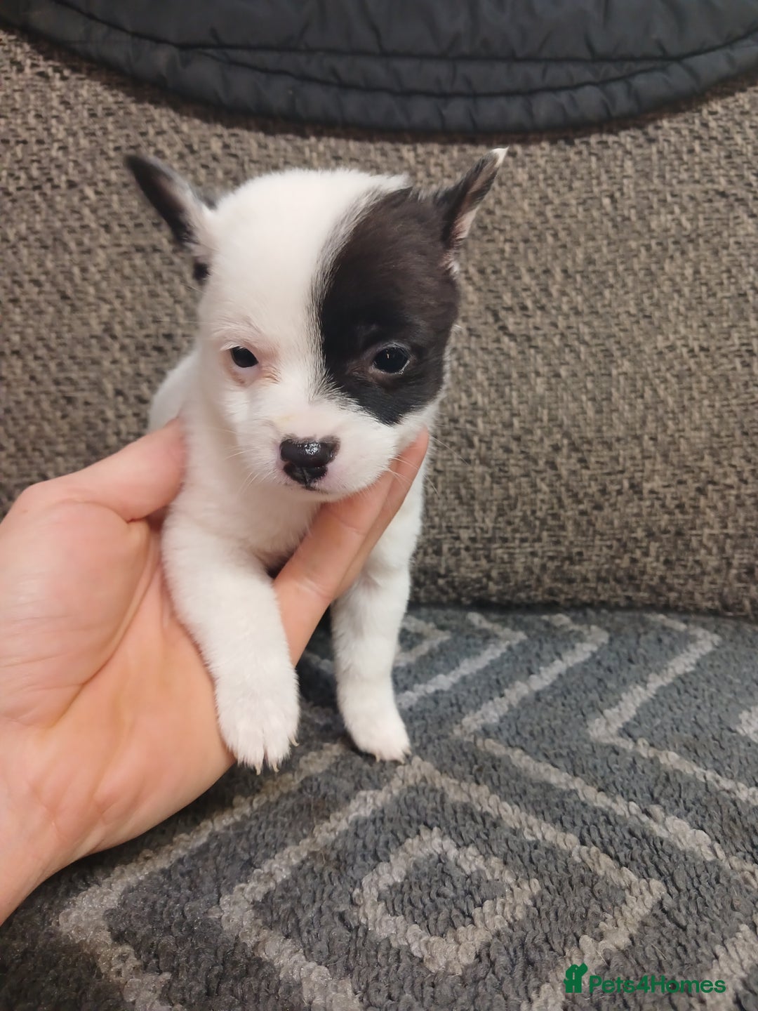 Mixed Breed dogs for sale: Pomeranian cross puppies ready now - Image 37