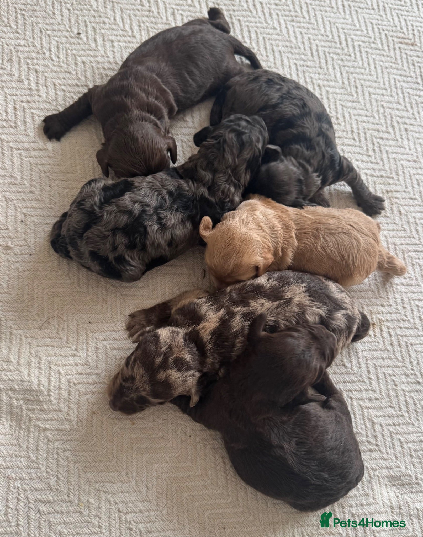 Mixed Breed dogs doxiepoo pups 2x female 4x male  - Advert 6