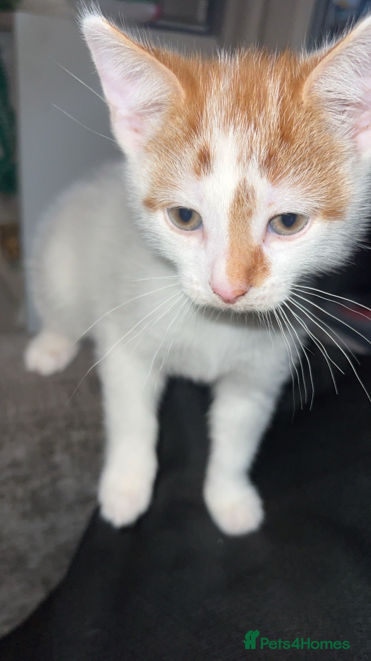 Mixed Breed cats kittens - Advert 3