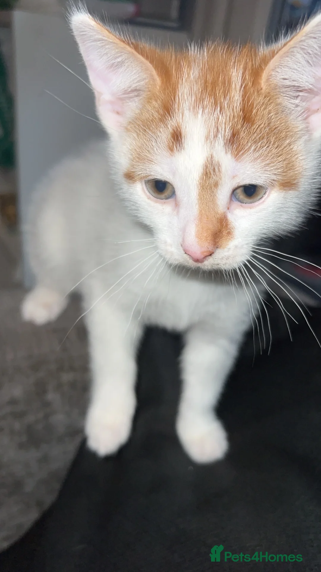 Mixed Breed cats for sale: male kittens - Advert 3