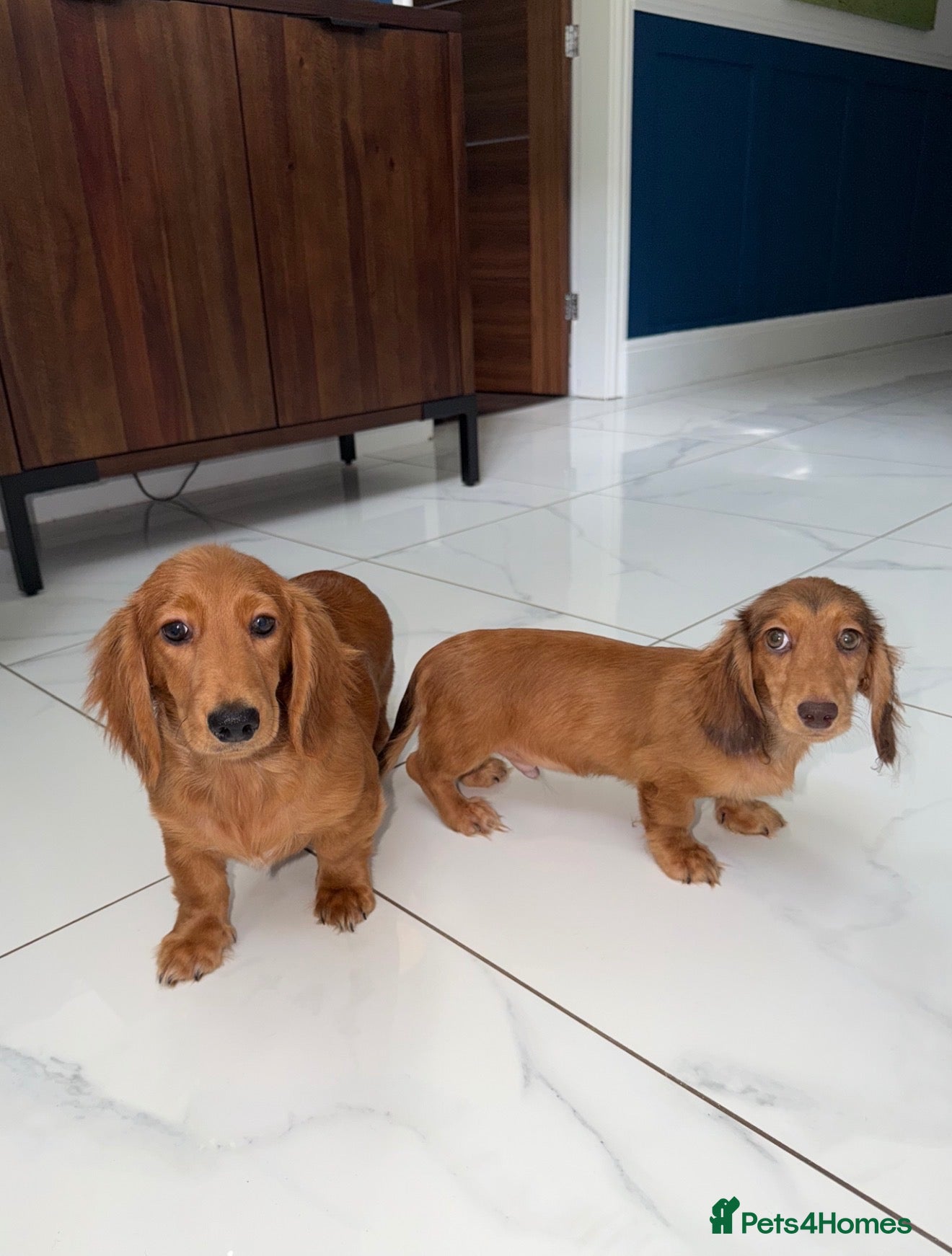 Miniature Dachshund dogs 🩷Stunning Long Haired Mini Dachshunds💙 - Advert 1