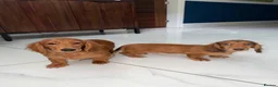 Miniature Dachshund dogs for sale: 🩷Stunning Long Haired Mini Dachshunds💙 - Advert 2
