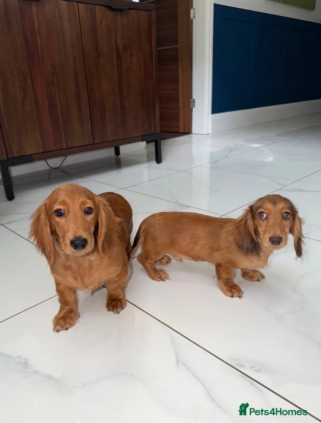 Miniature Dachshund dogs for sale: 🩷Stunning Long Haired Mini Dachshunds💙 - Advert 2