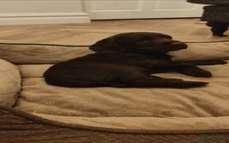 Cocker Spaniel dogs for sale: Brown Boy Cocker Spaniel Puppy - Image 6