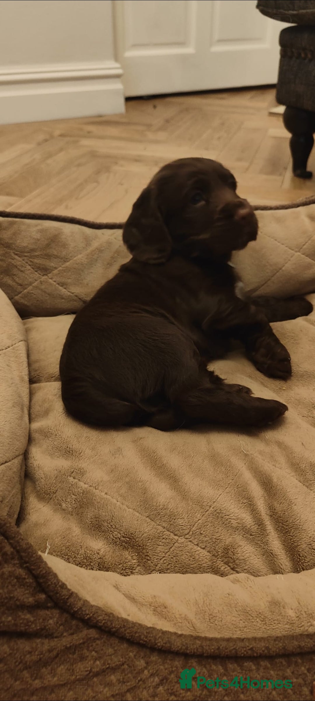 Cocker Spaniel dogs for sale: Brown Boy Cocker Spaniel Puppy - Image 6