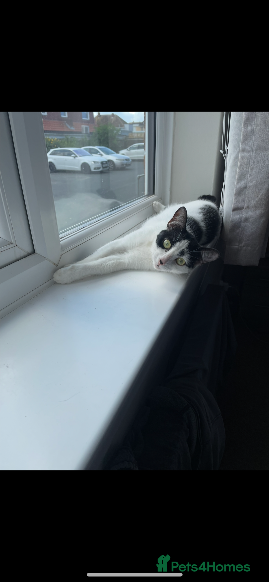Mixed Breed cats for sale: Dotty, re-homing my indoor cat. £0  - Image 1