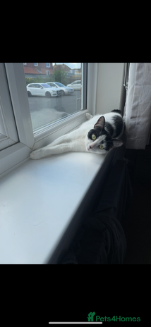 Mixed Breed cats - Advert 15