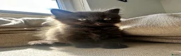 Ragdoll cats for sale: Super fluffy little girl  - Advert 6
