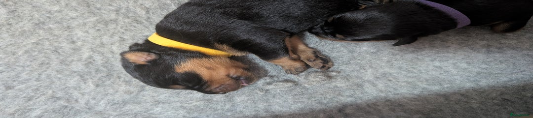 Rottweiler Puppy 6