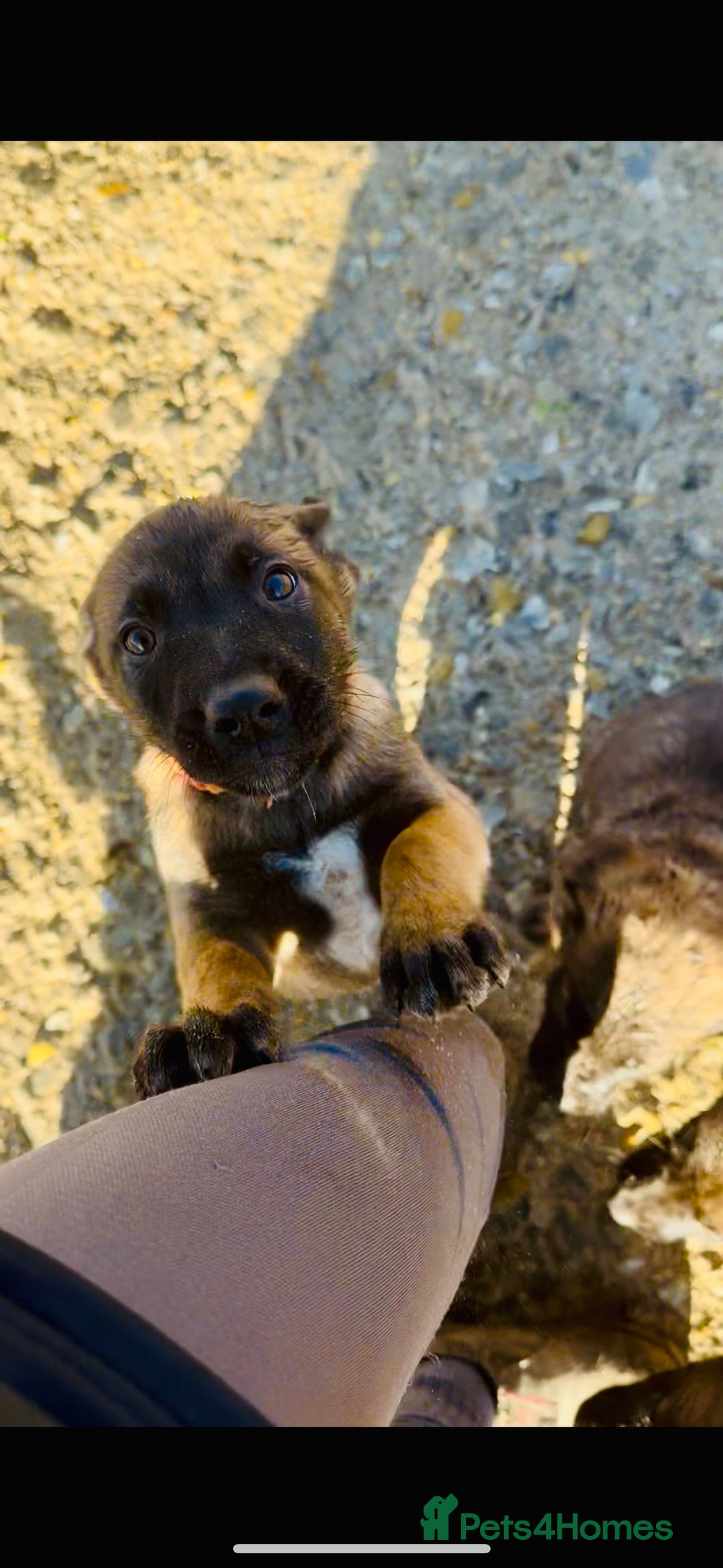 Belgian Shepherd Dog dogs for sale: Skye x Nines last litter ever! Now Reduced 2 left! - Advert 20