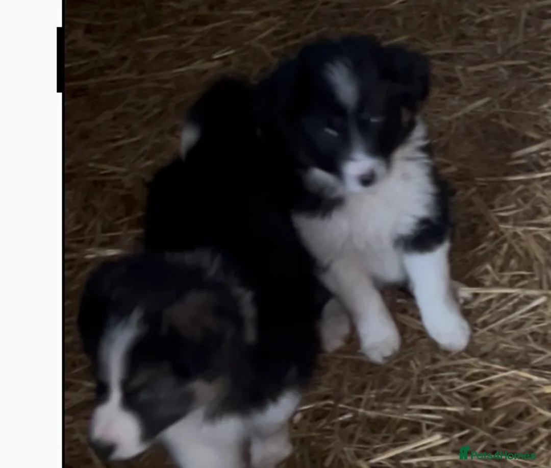 Border Collie dogs for sale: Border Collie Puppies  - Advert 10