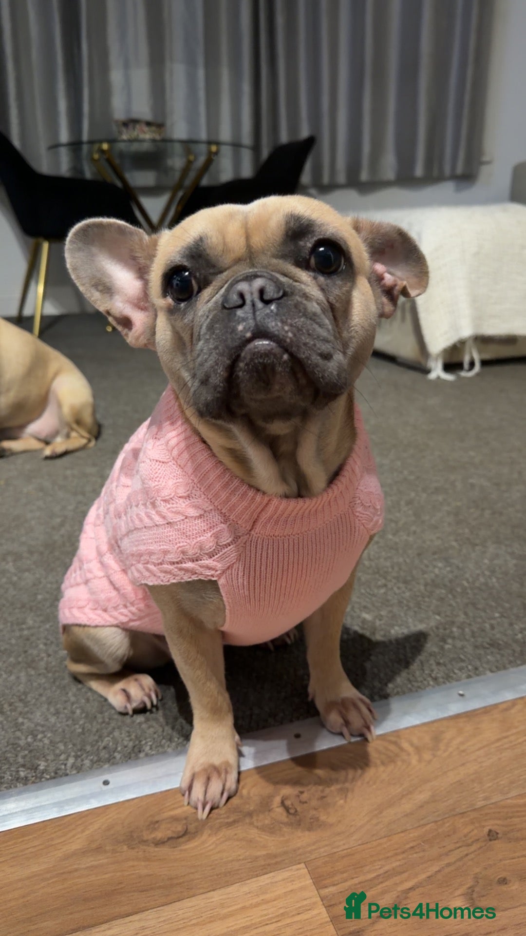 French Bulldog dogs Loving home for my 2 year old girl  - Advert 3