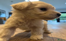 Mixed Breed dogs for sale: Gorgeous Westiepoo Puppies! - Image 6