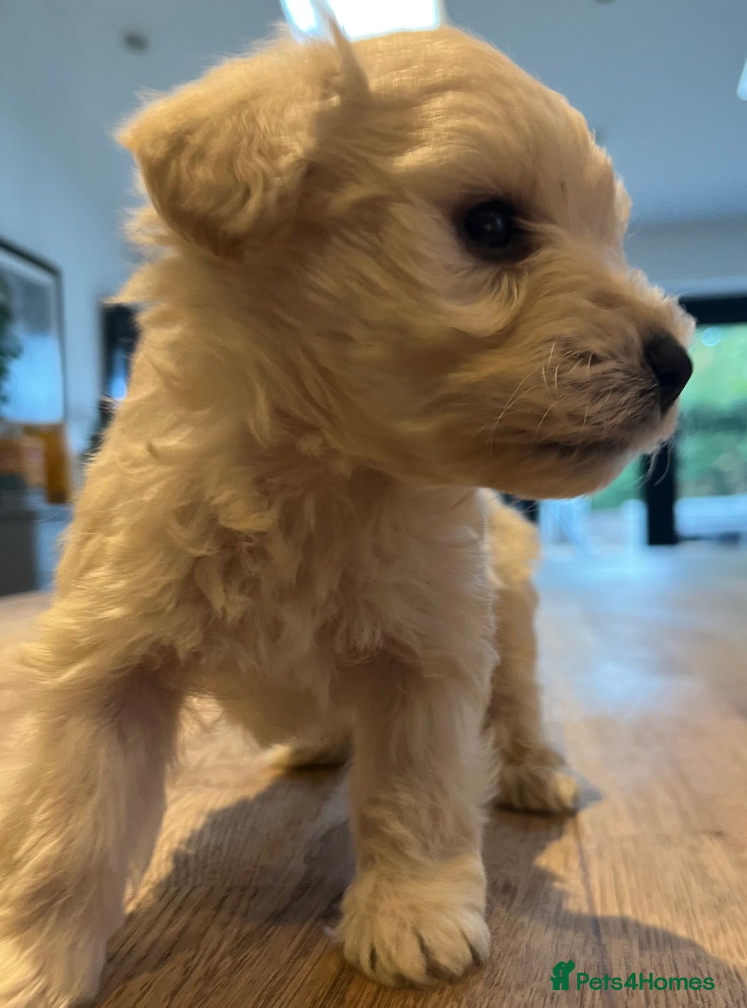 Mixed Breed dogs for sale: Gorgeous Westiepoo Puppies! - Image 6
