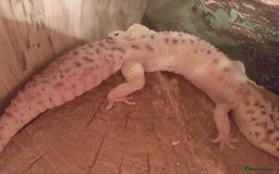 Leopard Gecko reptiles for sale: 3 leopard gecko with tank and table - Advert 11