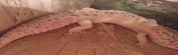 Leopard Gecko reptiles for sale: 3 leopard gecko full setup - Advert 11