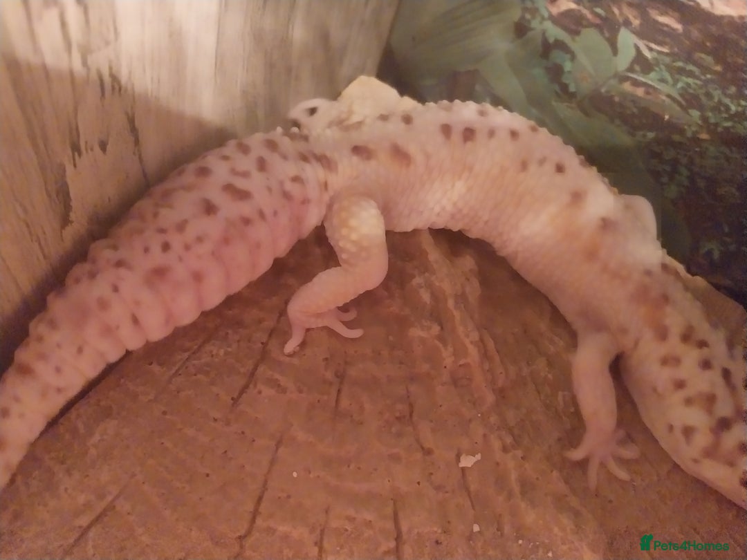 Leopard Gecko reptiles for sale: 3 leopard gecko with tank and table - Advert 11
