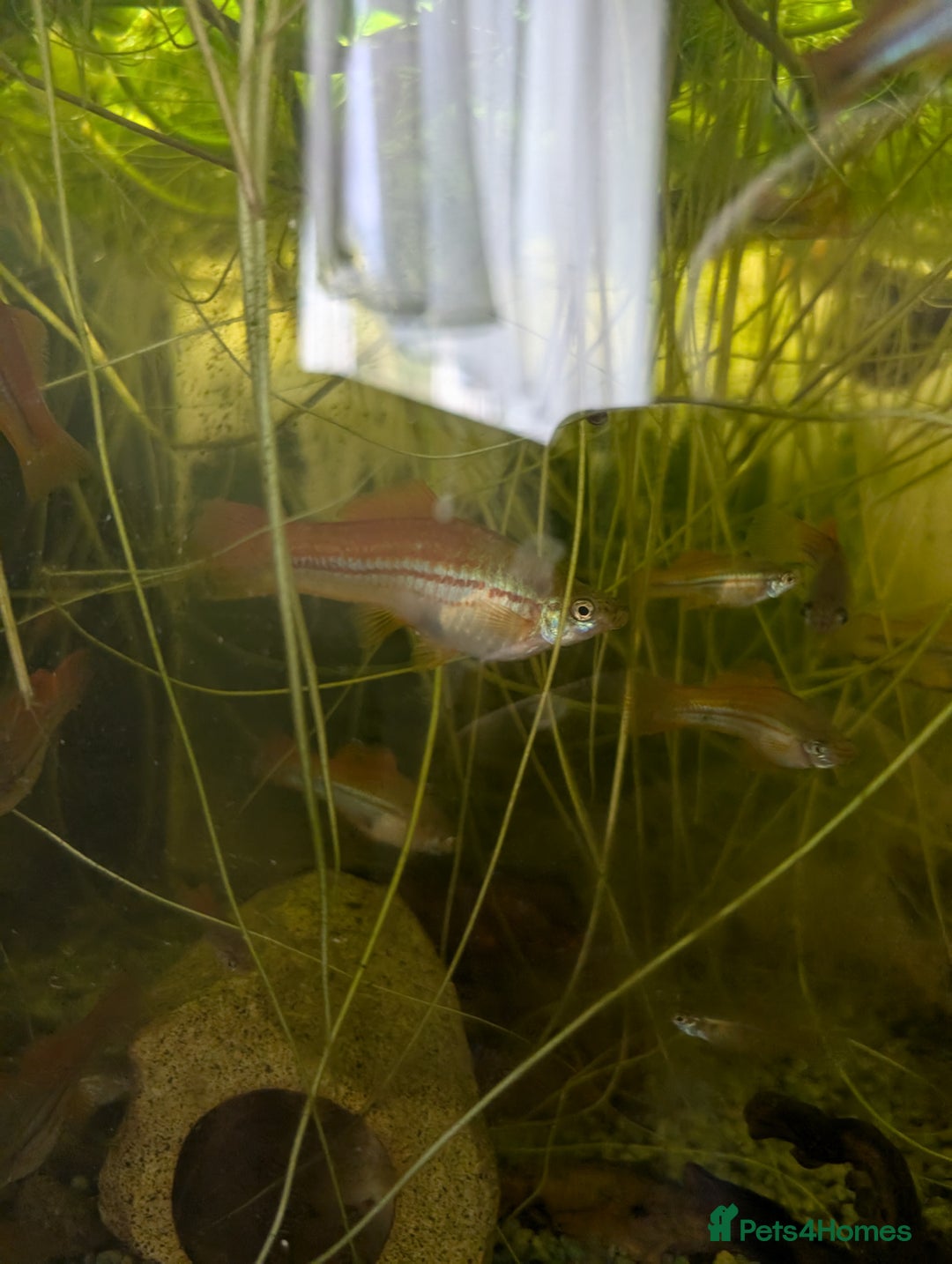 Swordtails fish for sale: Large amount of Swordtails (price negotiable) - Image 4