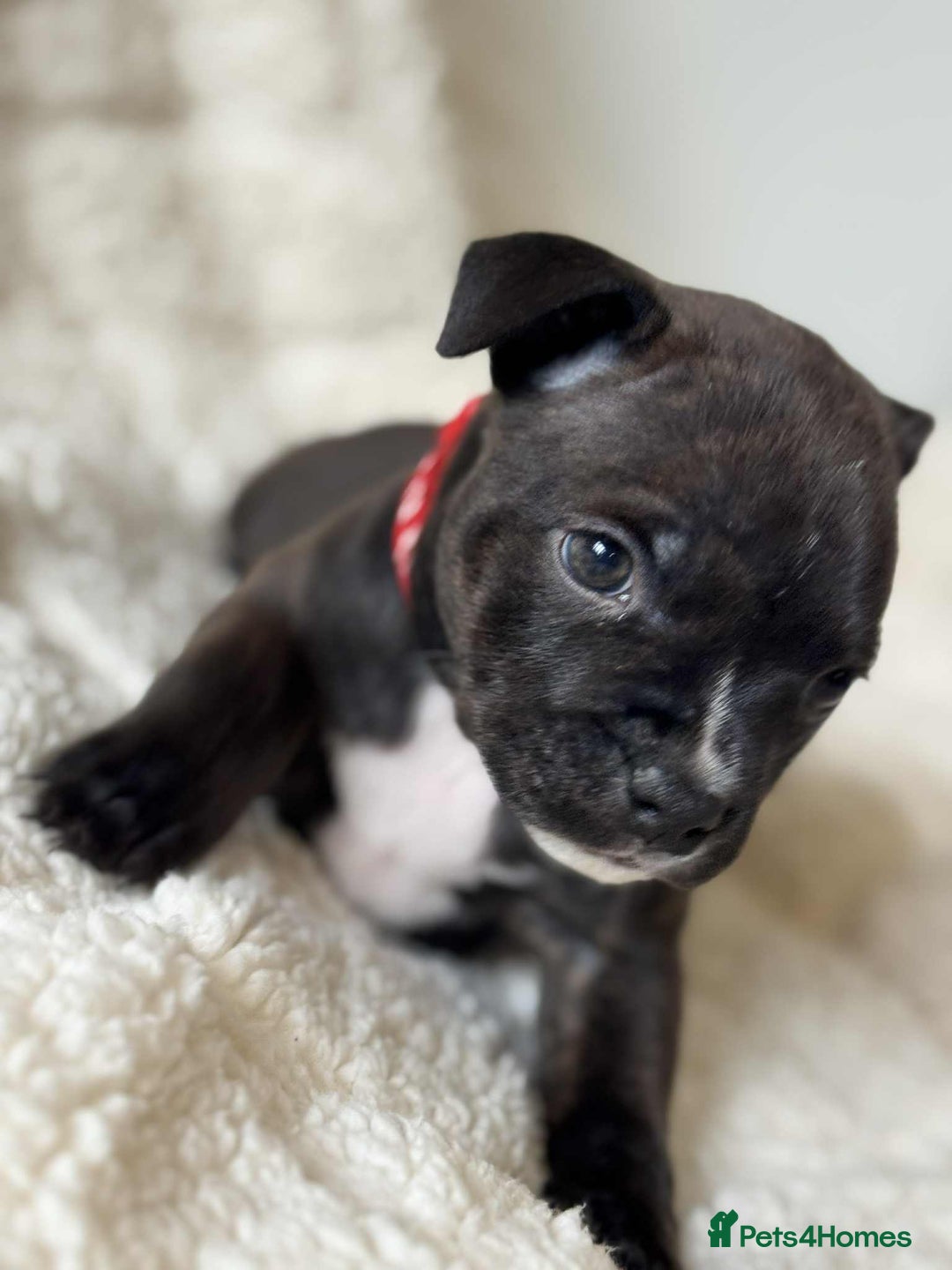 Staffordshire Bull Terrier dogs for sale: Kc registered Staffordshire bull terriers - Advert 17