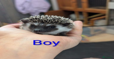 Pygmy Hedgehog rodents African pygmy hedgehogs. Ready for Xmas! 2 litters - Advert 1