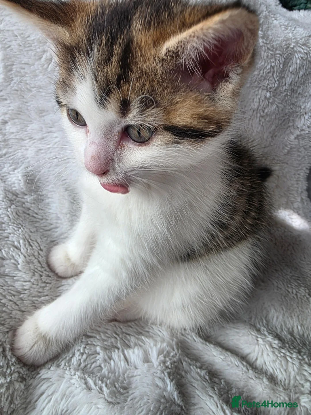 Mixed Breed cats for sale: 3 Mainecoon Mix Kittens  - Advert 12