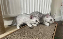 British Shorthair cats for sale: Silver spotted British Shorthair kittens  - Image 3