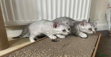 British Shorthair cats - Advert 9
