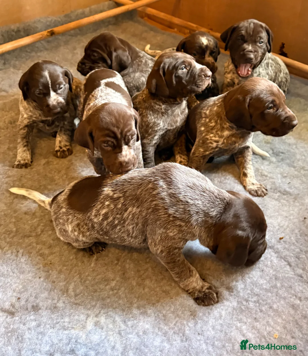 German Shorthaired Pointer dogs for sale: KC reg German shorthaired Pointer in Rye - Advert 2