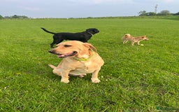 Labrador Retriever dogs for sale: Beautiful Labrador  - Image 13