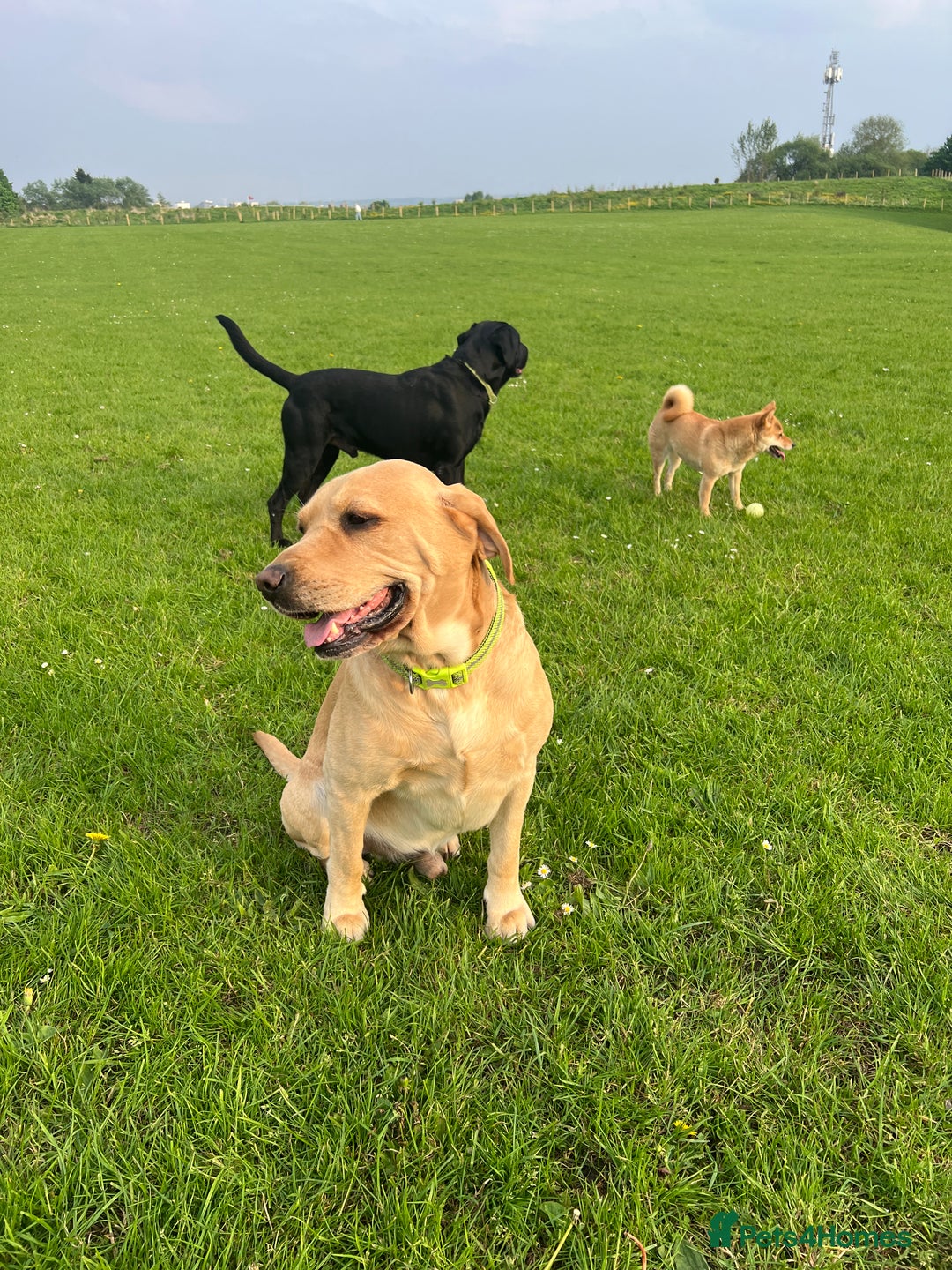 Labrador Retriever dogs for sale: Beautiful Labrador  - Image 13