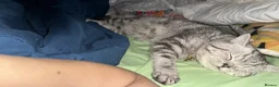 British Shorthair cats for sale: Gorgeous silver tabby British shorthair male  - Advert 4
