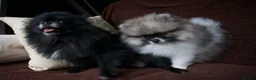 Pomeranian dogs for sale: Pom puppies with Kc reg , pedigree for sale - Advert 13