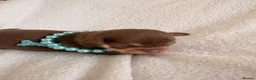 Chihuahua dogs for sale: Apple head Chihuahua puppies for sale!! 🐕 - Advert 7