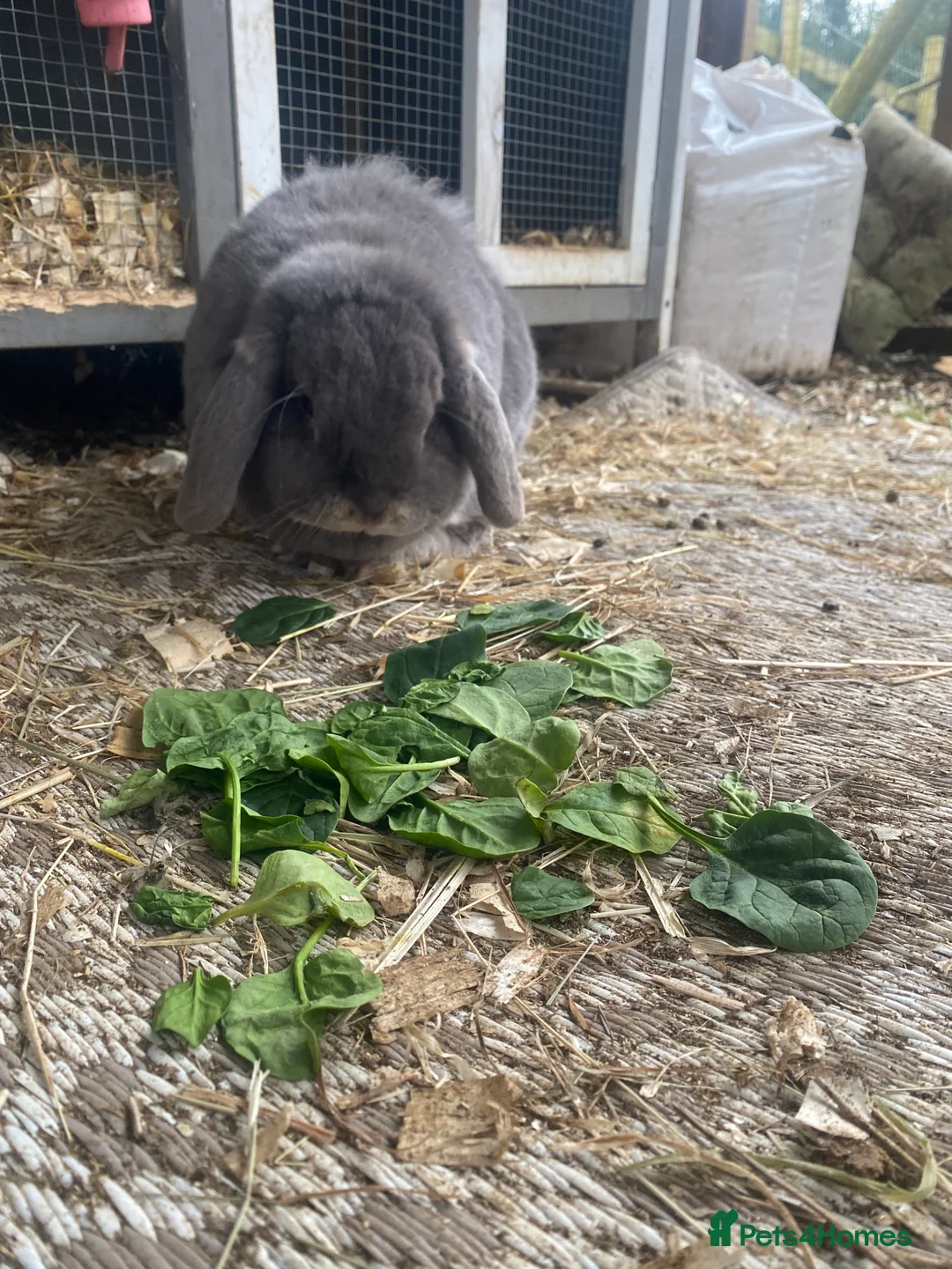 English Lop rabbits for sale: Sad sale of my gorgeous lop - Advert 3