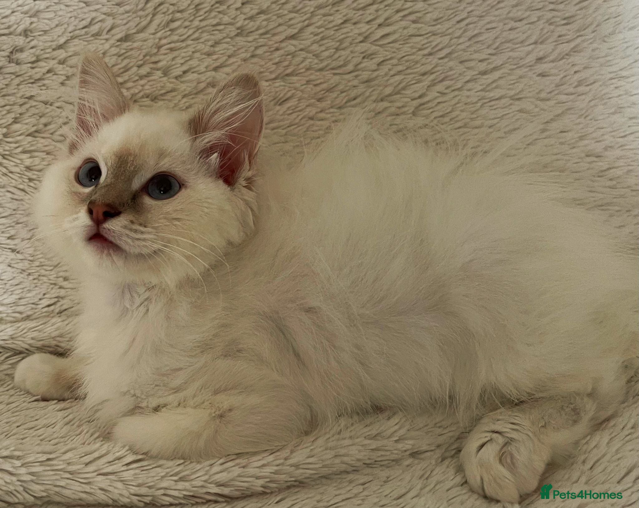 Ragdoll cats TICA Registered Ragdoll Kittens - Advert 2