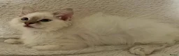 Ragdoll cats for sale: TICA Registered Ragdoll Kittens - Advert 1